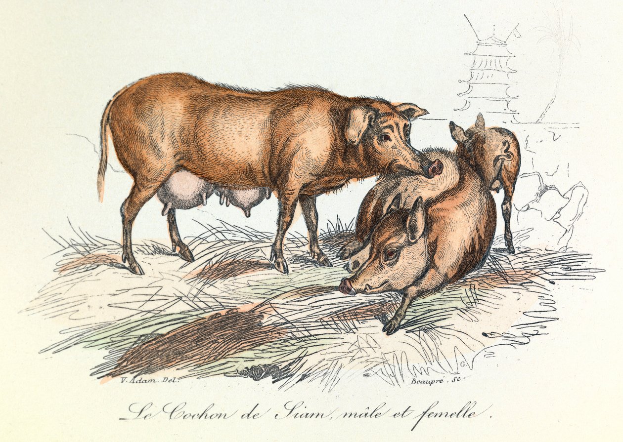 "Completes de Buffon" s Linnénovou nomenklaturou a Cuvierovou klasifikací: Les animaux: Le pig de Siam (rytina) od Unknown artist