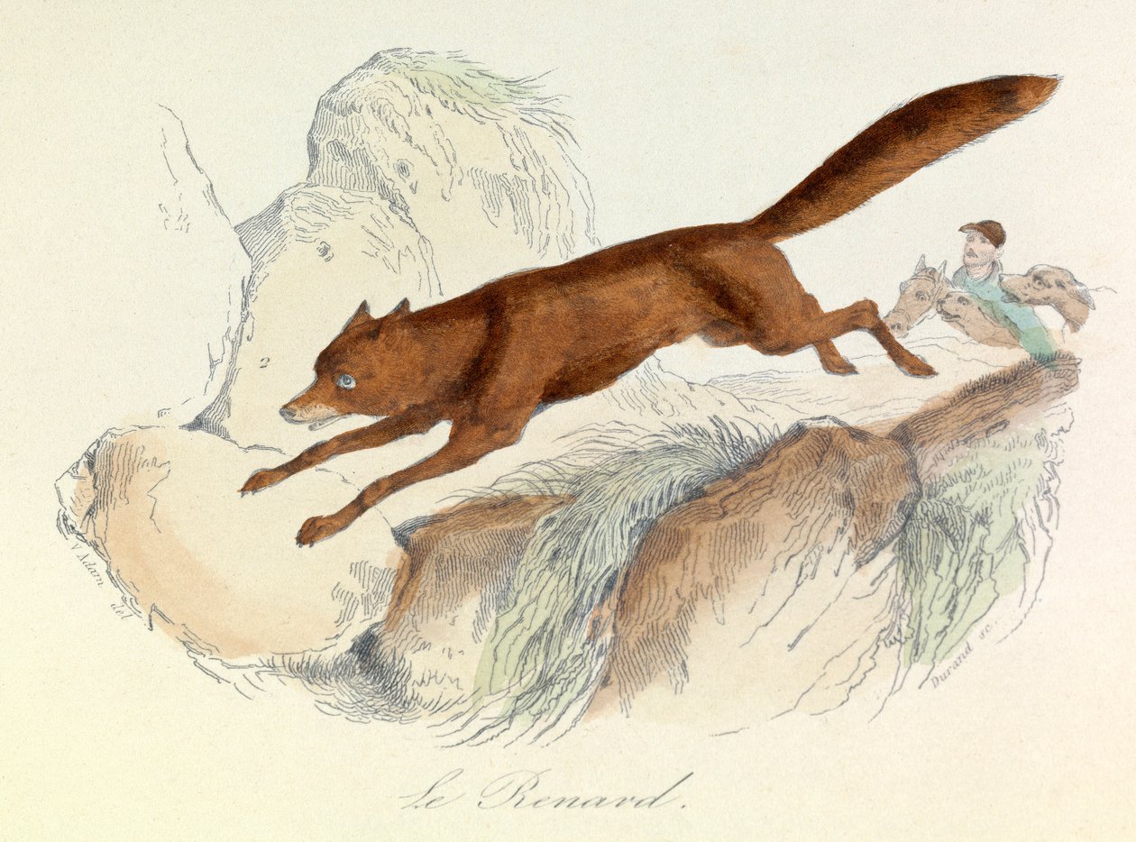 "Completes de Buffon" s Linnénovou nomenklaturou a Cuvierovou klasifikací: Les animaux: Le fox (rytina) od Unknown artist