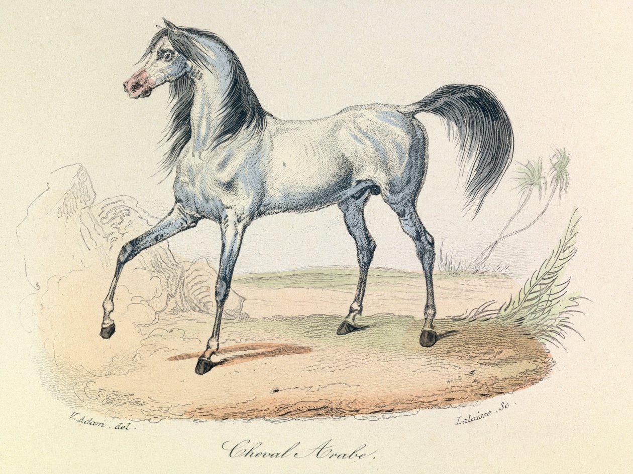 "Completes de Buffon" s Linnénovou nomenklaturou a Cuvierovou klasifikací: Les animaux: Cheval Arabe (rytina) od Unknown artist