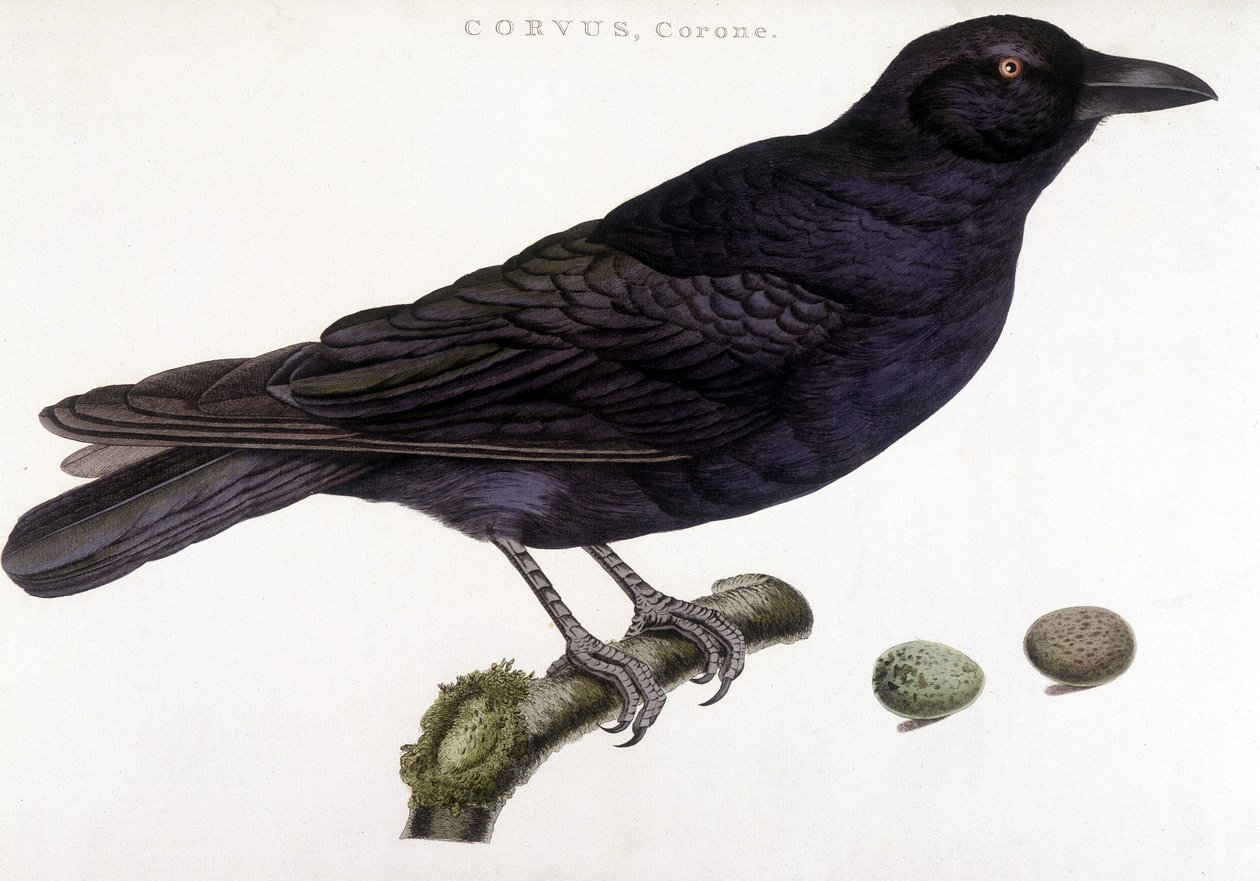 Corone raven - přírodopisná deska od Unknown artist