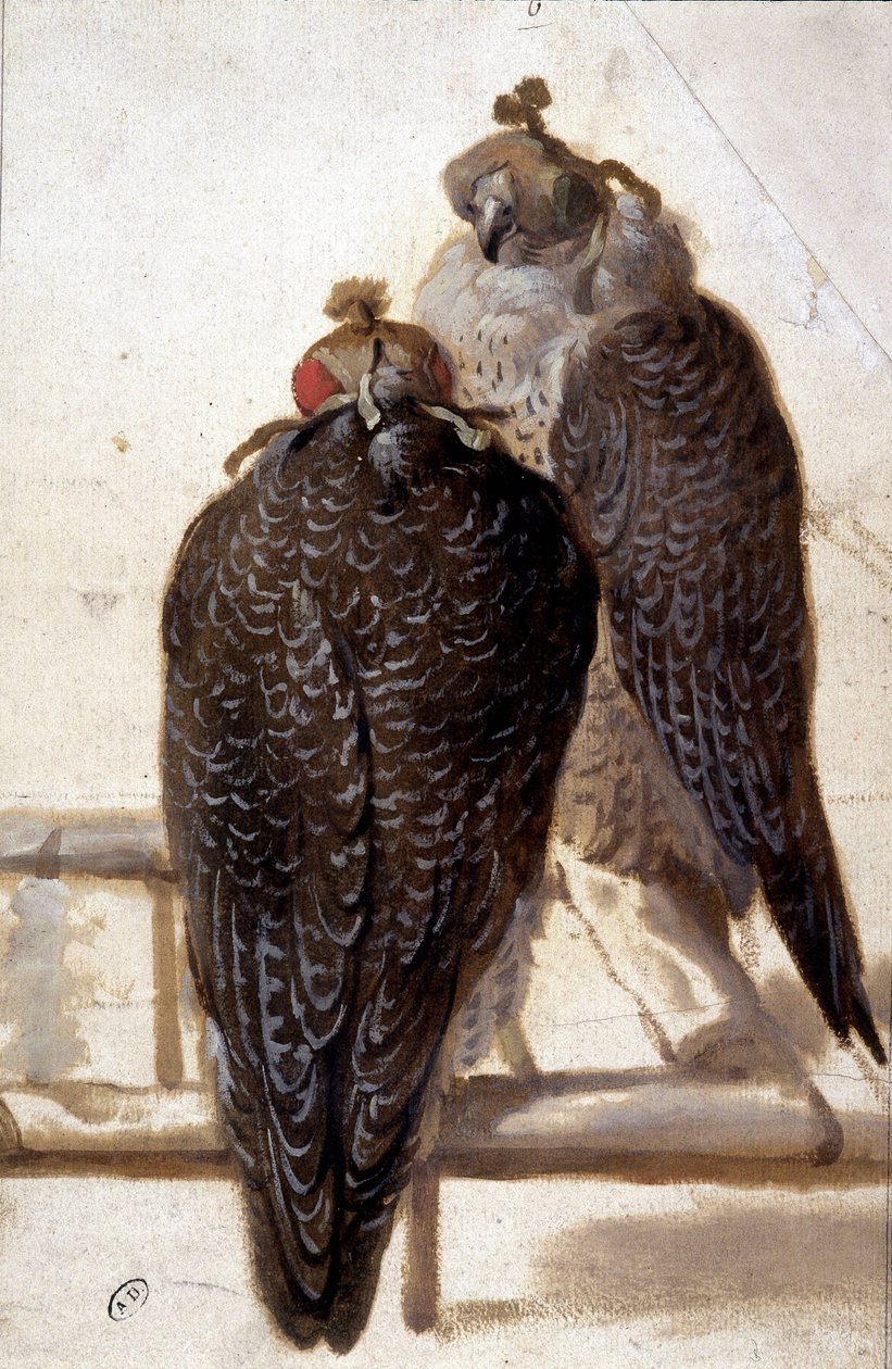 Pár jestřábů. Kresba 18. století. od Unknown artist
