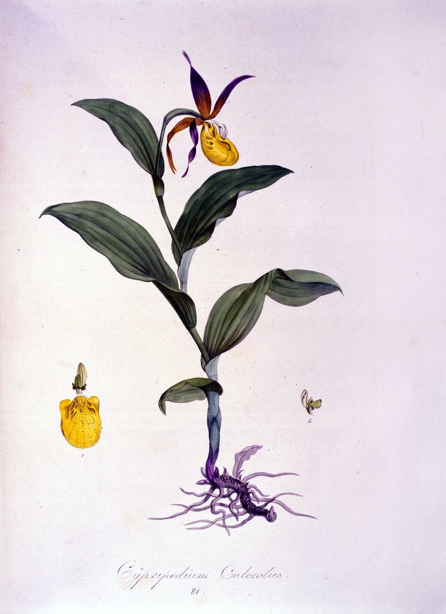Cypripedium calceolus: druh orchideje. od Unknown artist