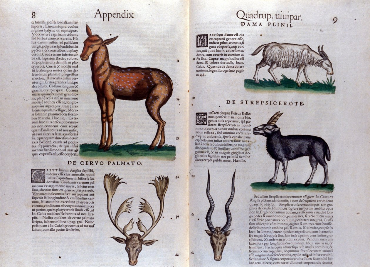 Jelen a antilopa - v Historia Animalium od Conrada Gesnera (1516 - 1565), Tiguri od Unknown artist