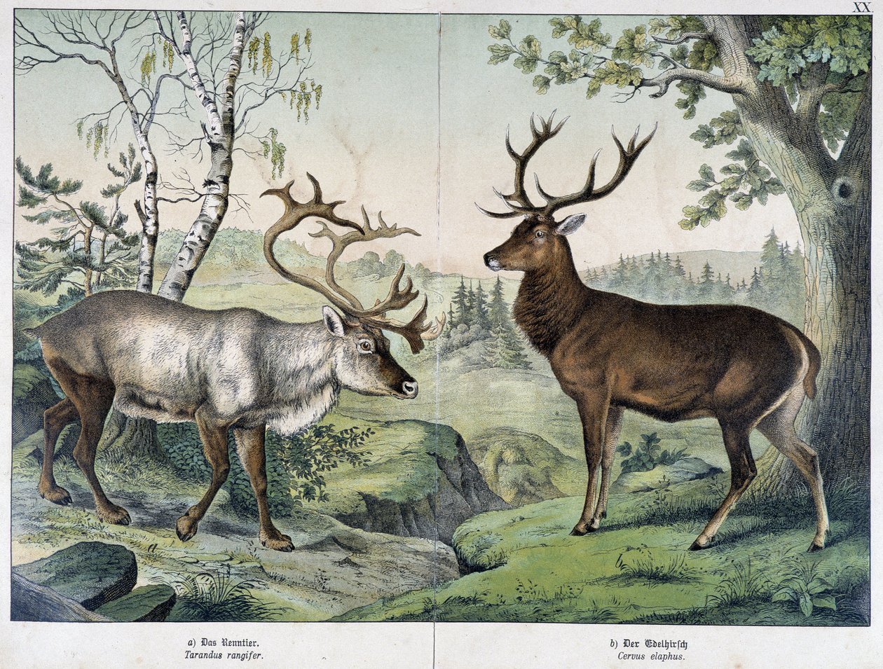 Jeleni - v „Přírodní historii savců“, ed. Schreiber od Unknown artist