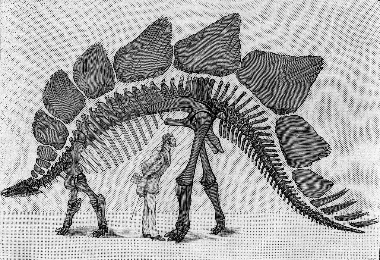 Kostra dinosaura: „“ Stegosaurus ungulatus“, březen. Svrchní jura Skalistých hor. Reprodukce kresby sdělená panem Marchem Albertu Gaudrymu z Institutu. Gravírování v „“ La Nature: revue des sciences et de leurs applications aux od Unknown artist