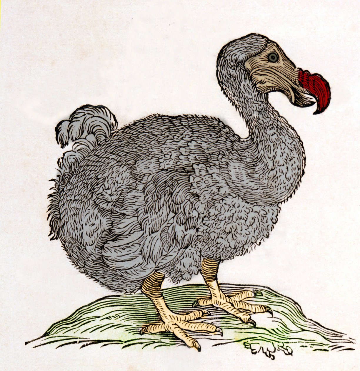Dodo nebo Dronte. Bird zmizel - v "O přírodních i lékařských záležitostech v Indii" od Williama Piso, Amsterdam od Unknown artist