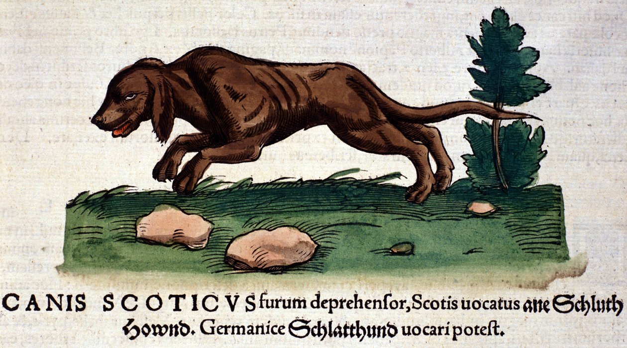 Pes z Historia Animalium od Conrada Gesnera, Tiguri 1560. Biblioteca Nazionale Braidense. Milán od Unknown artist