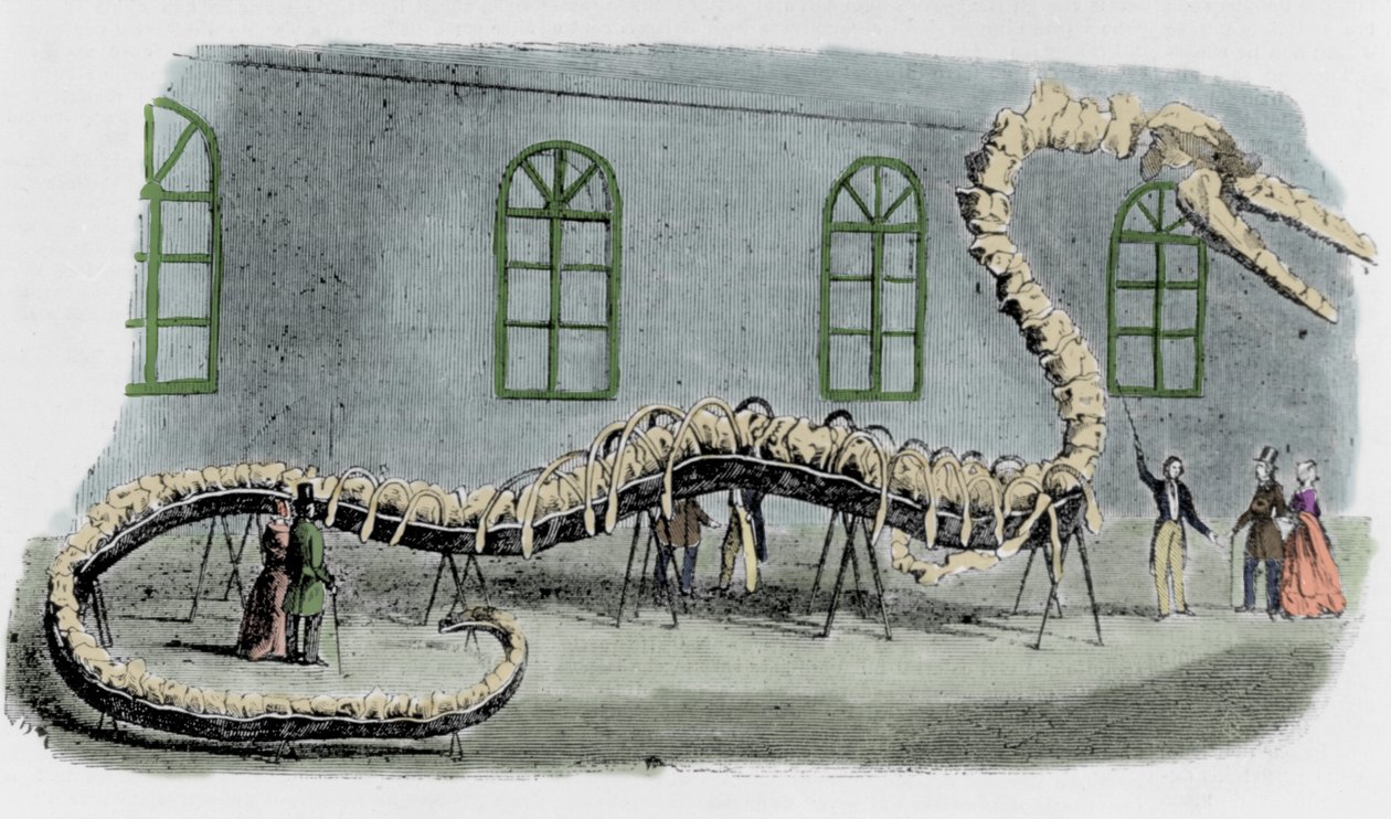 Falešný mořský had Dr. Alberta C. Kocha. Kostra byla opatřena kostmi z různých zvířat. Had byl pojmenován „Hydrarcus Silimanni“. V roce 1845 byl s velkým úspěchem vystaven v New Yorku. Když byl podvod odhalen, Koch utekl a vrátil se do od Unknown artist