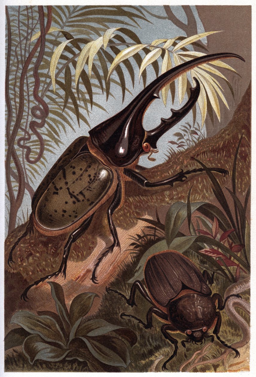 Dynastes hercules, nosorožec scarabee - brouk Hercules od Unknown artist