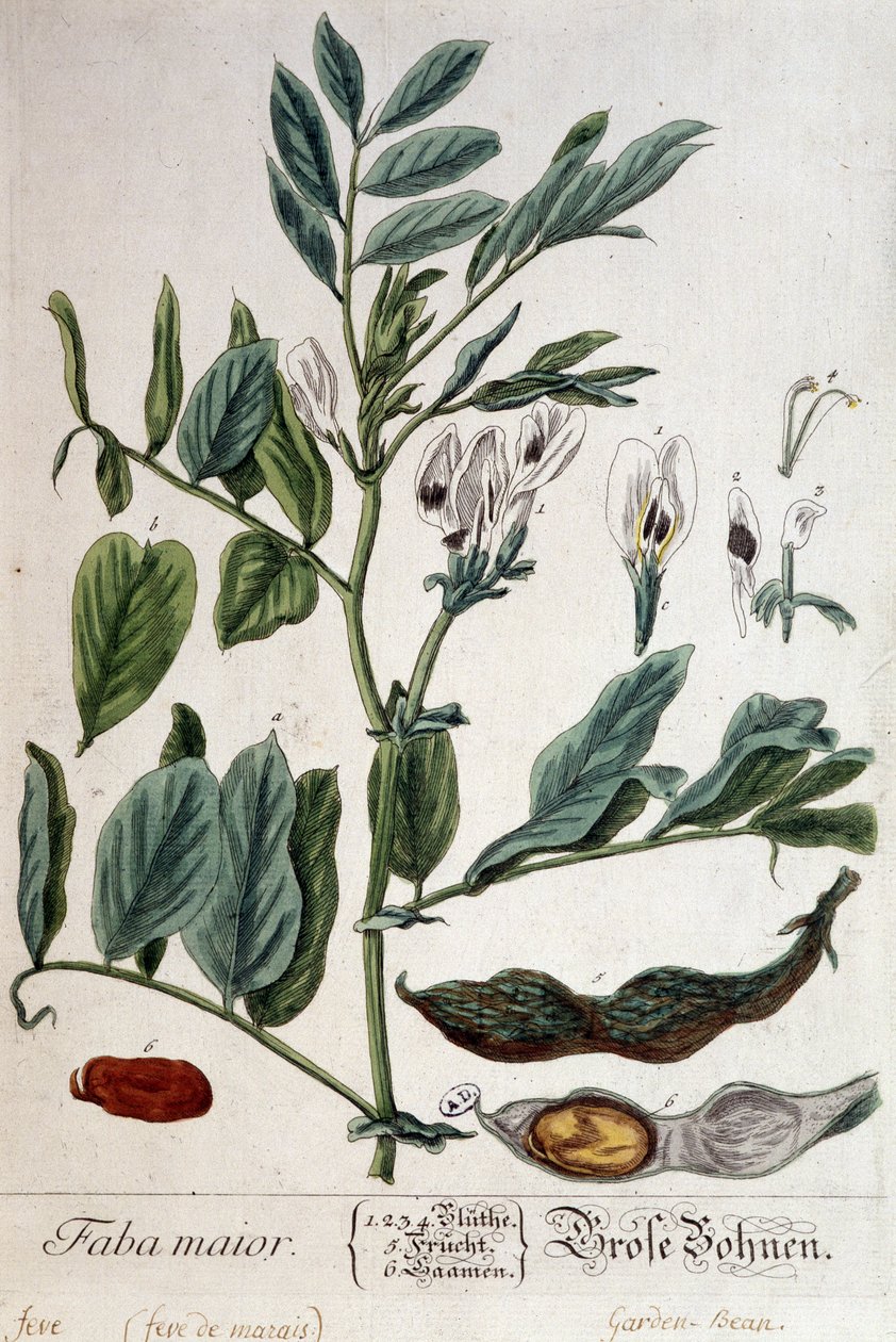 Faba Major (bažina) - botanická tabule od Unknown artist