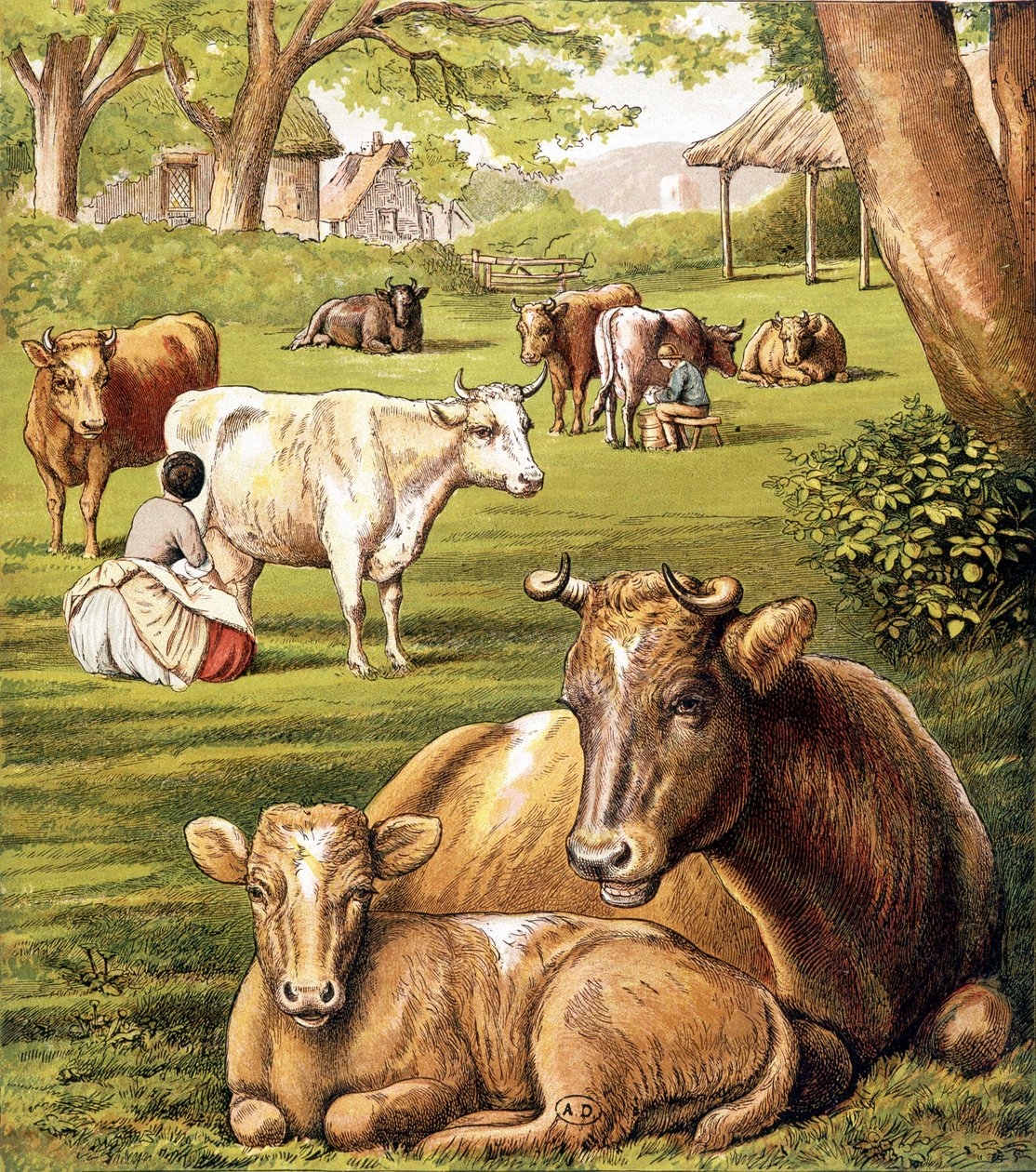 Zemědělci čerpající mléko. 19. století. od Unknown artist