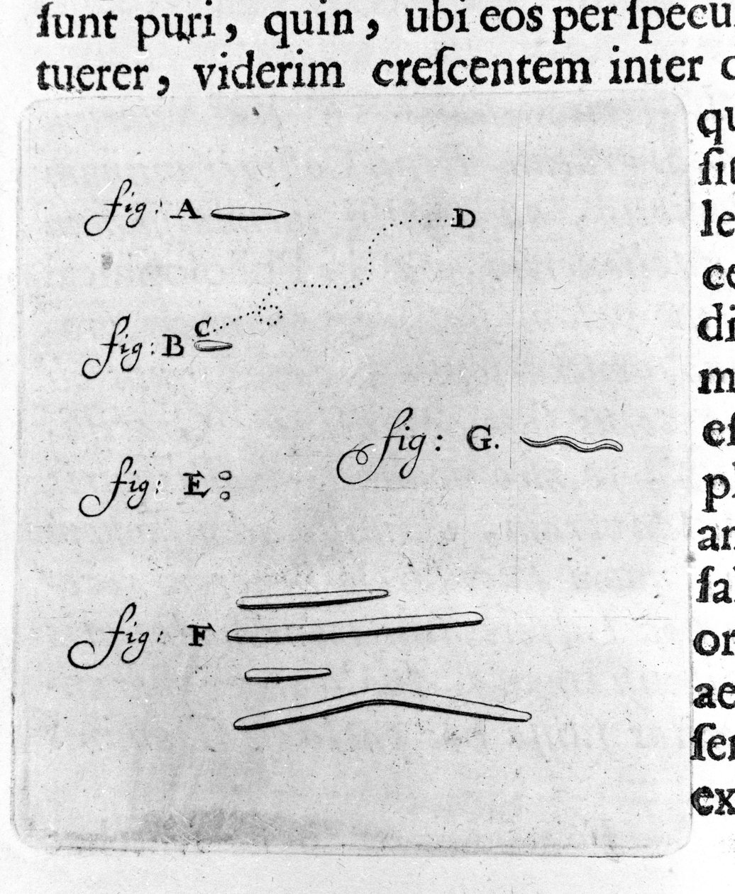 První reprezentace bakterií Popis holandského obchodníka a vědce Antoina van Leeuwenhoeka (nebo Leeuvenhoek Leeuwenhoeck) (nebo Antoniho nebo Anthonieho) (1632-1723) po studiu bakterií v jeho ústech. Rytina z „Arcana Natura Detecta“ 1695. od Unknown artist