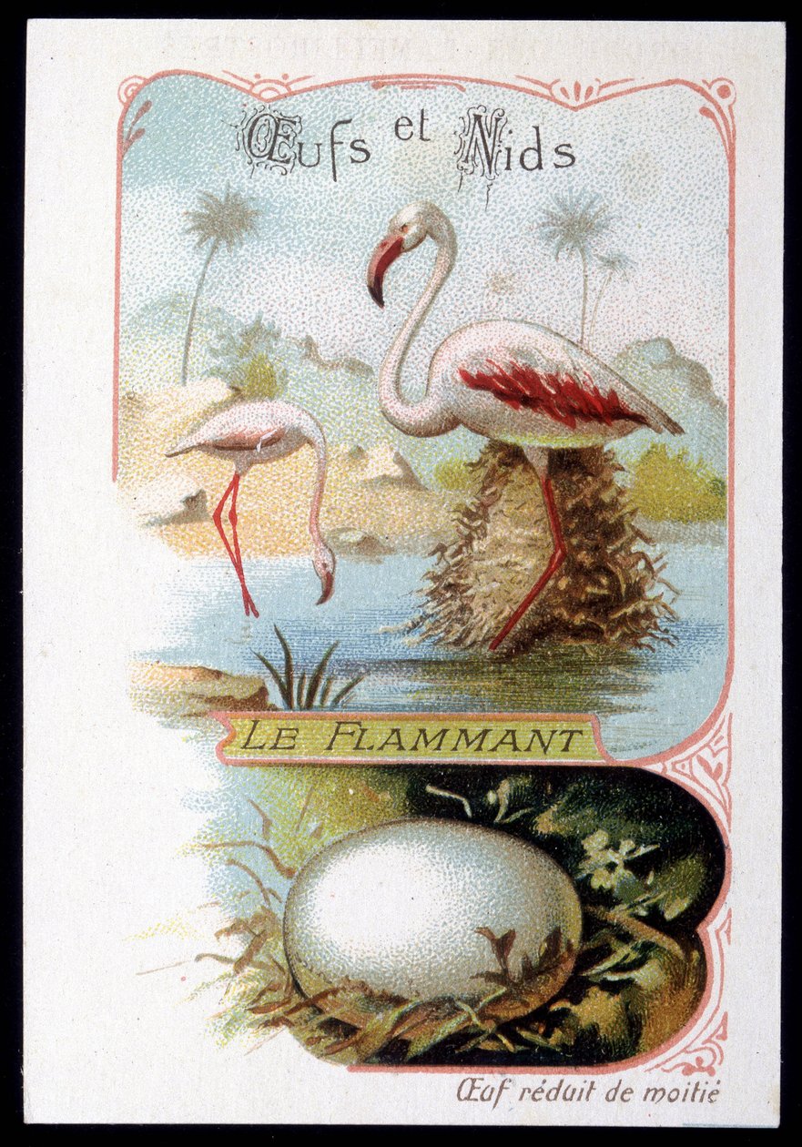 Flamingo - vejce a hnízda. Chromolitografie 19. století. od Unknown artist