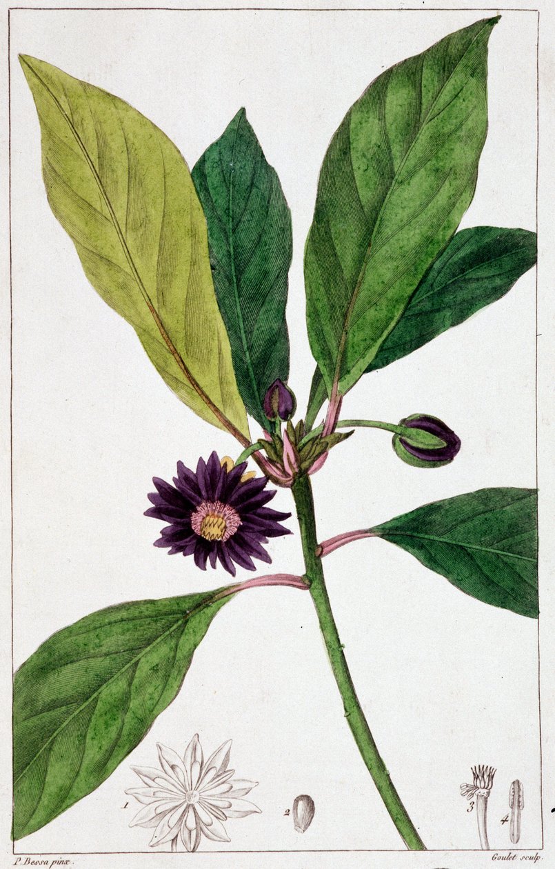 Florida Badiane - botanická tabule od Unknown artist