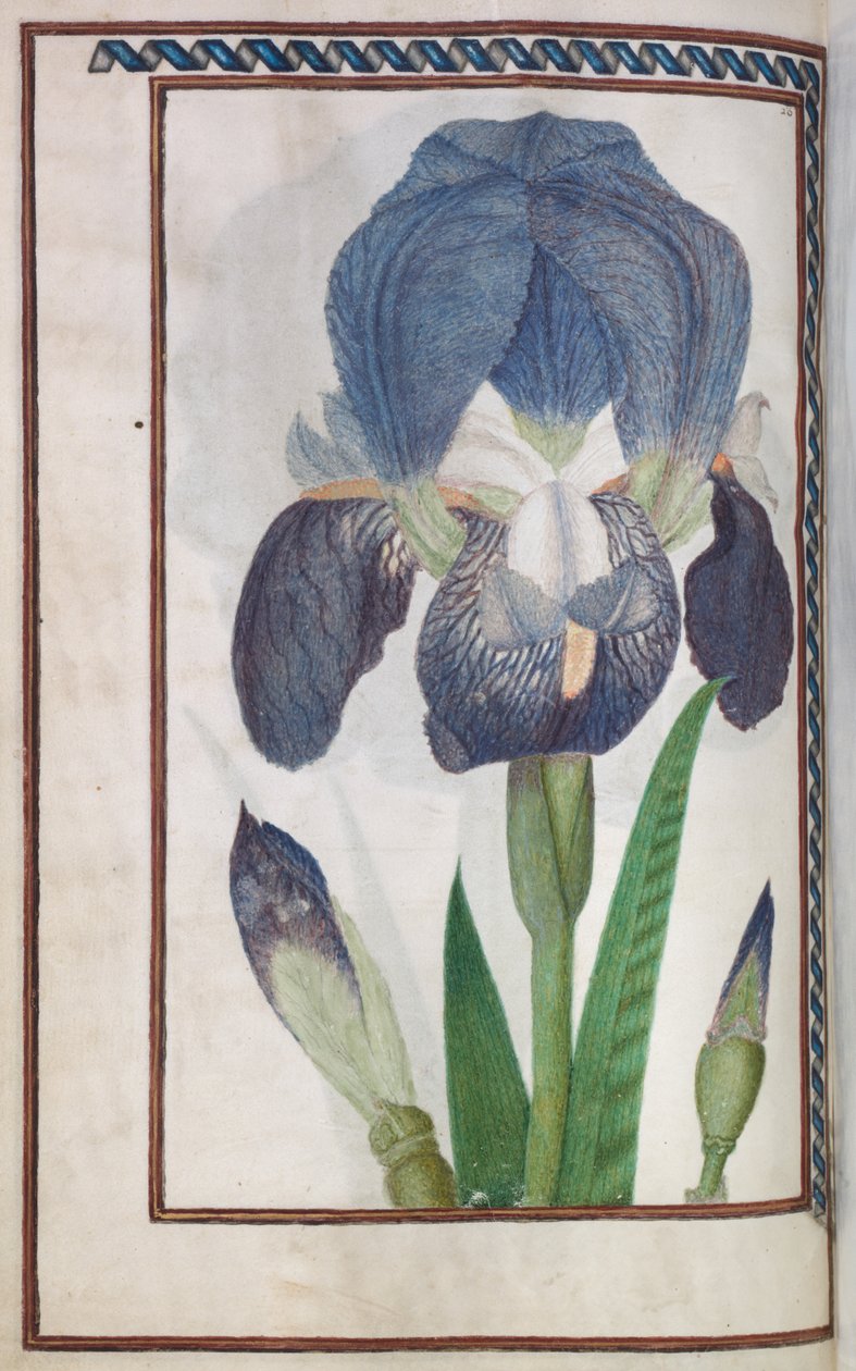 Florilegium: (strana 14 vzadu) modrobílá duhovka od Unknown artist