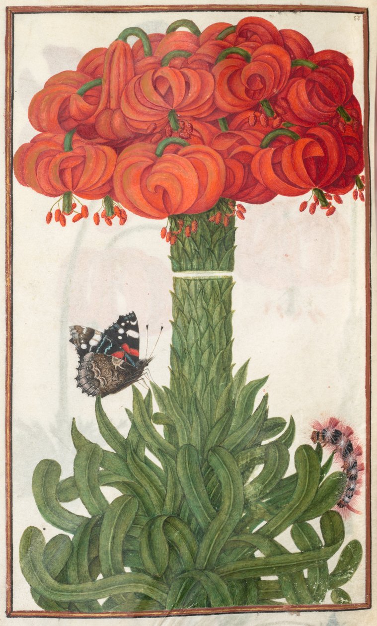 Florilegium: (strana 18 zpět) kytice oranžových lilií od Unknown artist