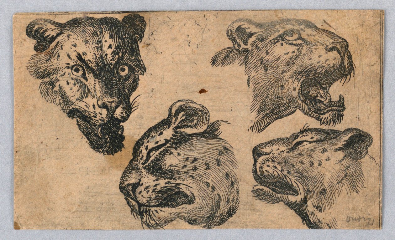 Čtyři studie leopardích hlav od Unknown artist