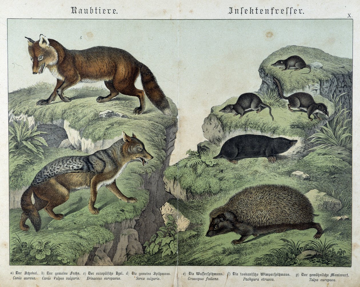 Liška, liška stříbřitá, rejsci, krtek a ježek - v „“Přírodní historie savců“, ed. Schreiber od Unknown artist