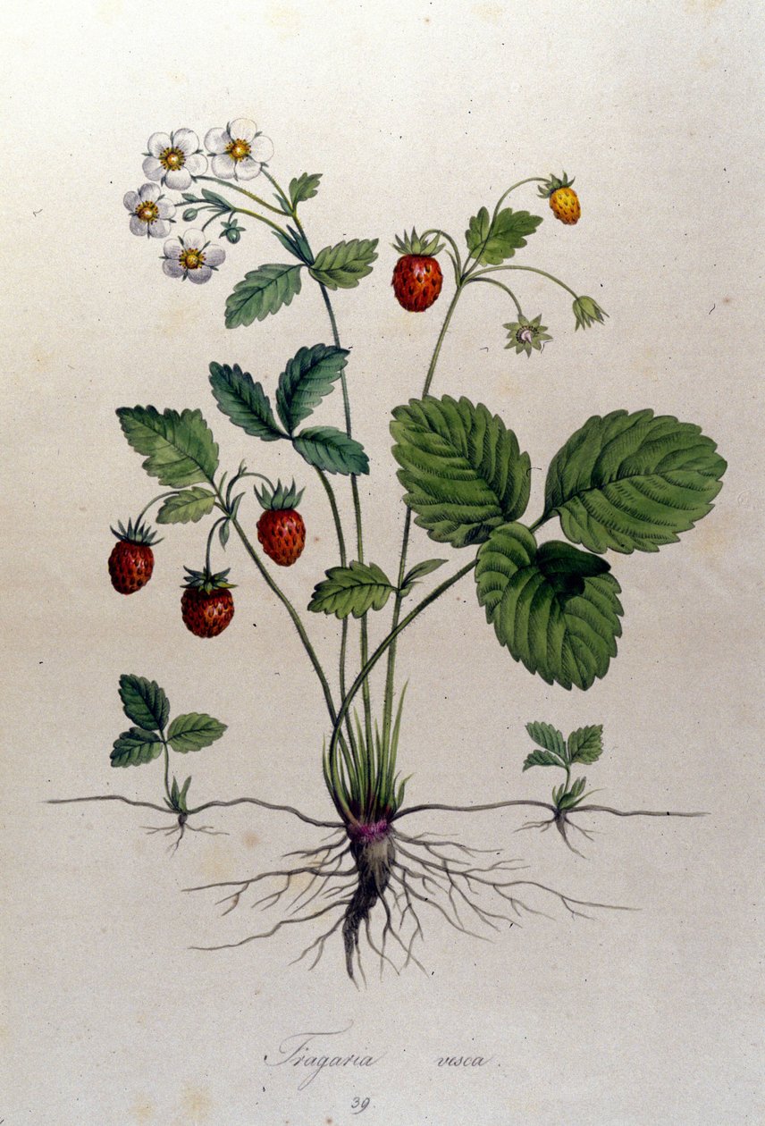 Fragaria Vesca (lesní jahoda). od Unknown artist