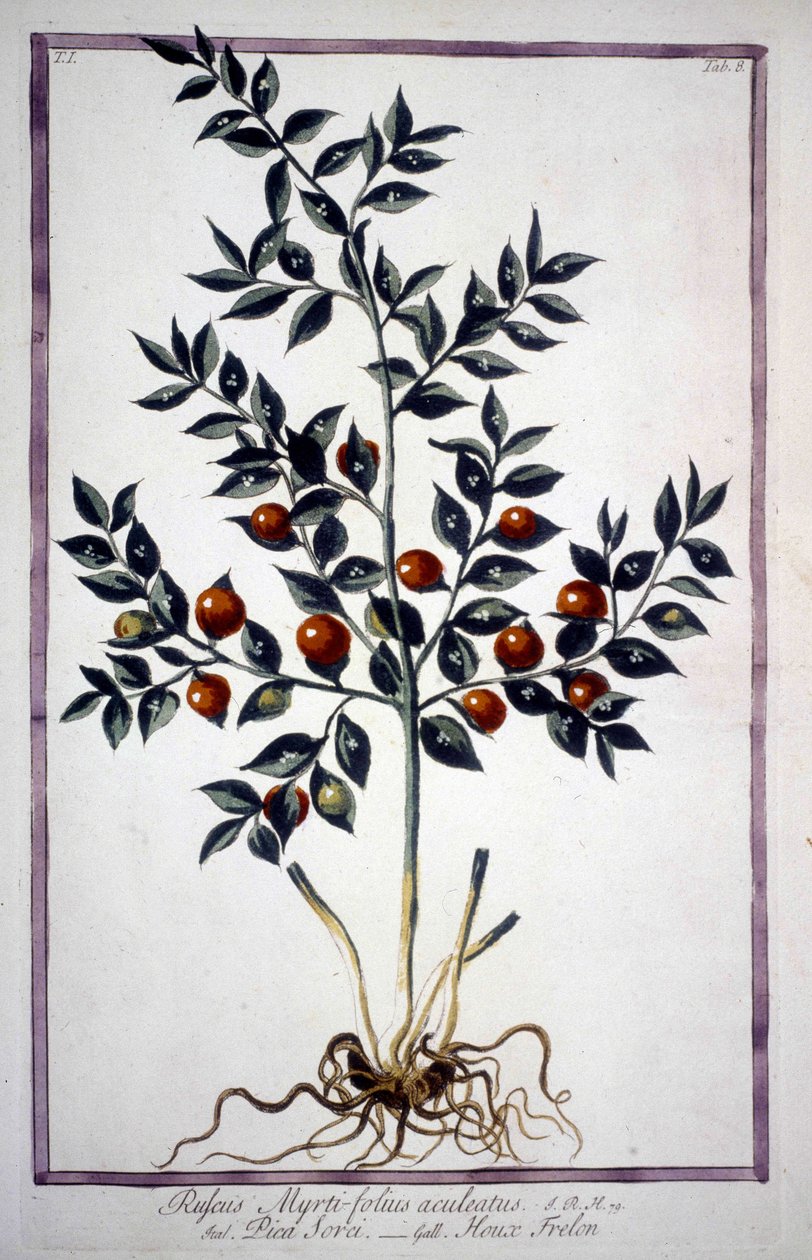 Fragon False Holly nebo Small Holly (Ruscus) v herbáři z 19. století. od Unknown artist