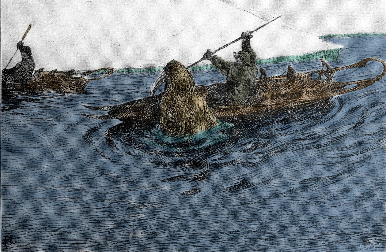 Fridtjof Nansen (1861-1930), norský cestovatel, napaden mrožem během expedice na severní pól v roce 1896. Na kajaku veze Schlitte. Rytina 19. století. od Unknown artist