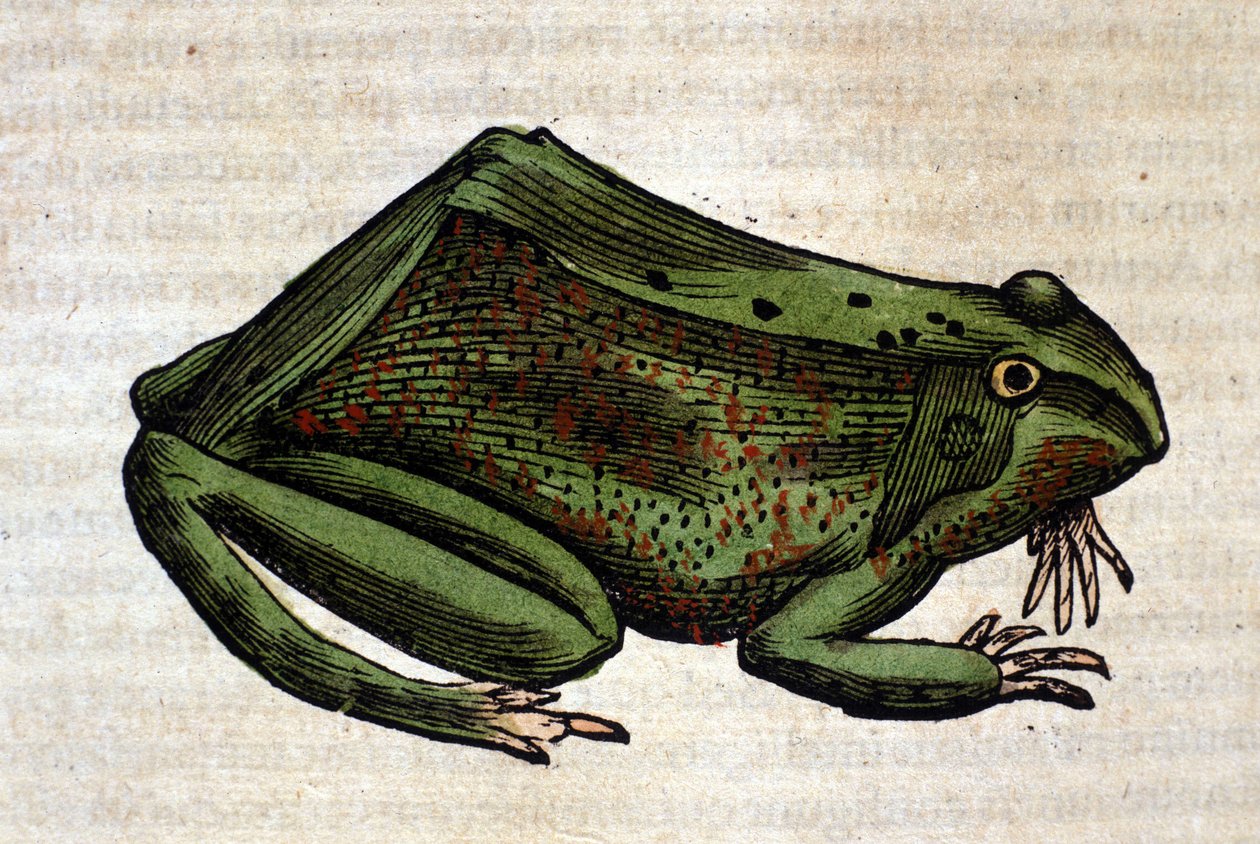 Žába z Historia Animalium od Conrada Gesnera, Tiguri 1560. Biblioteca Nazionale Braidense. Milán od Unknown artist