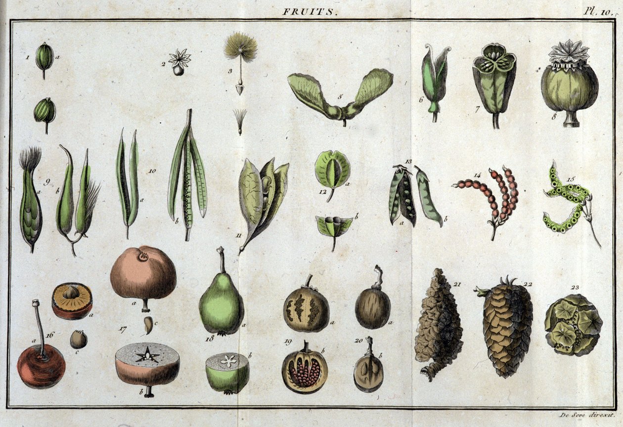 Ovoce: v „“ Flora Françoise, aneb stručný popis všech rostlin, které přirozeně rostou ve Francii, uspořádané podle nové metody analýzy, k níž jsou uvedeny jejich nejméně nejednoznačné přednosti v lékařství a jejich užitečnost v umění“ od Unknown artist
