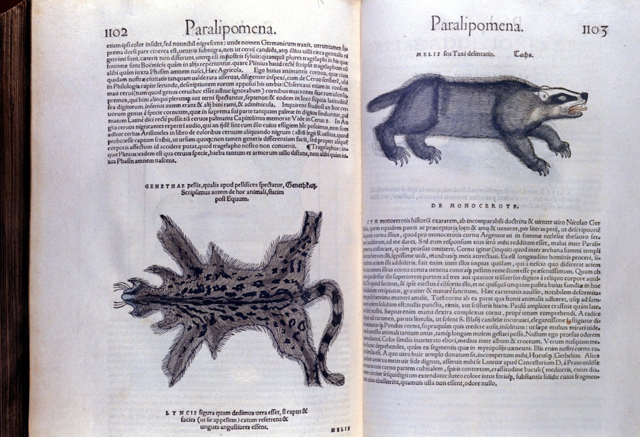 Kožešinová zvířata - v historii zvířat od Conrada Gesnera (1516 - 1565), Tiguri od Unknown artist