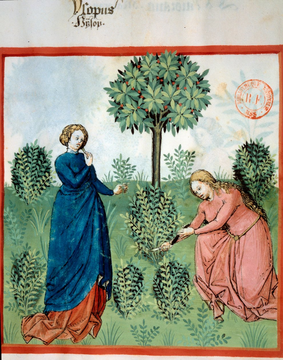 Získejte yzop. Dvě ženy řežou větve yzopu (léčivá a aromatická rostlina). Miniatura v „“ Tacuinum sanitatis. Taqwim es siha“ (Folio 30), napsal Ibn Butlan, v.1445-1451. Paříž, BN. od Unknown artist