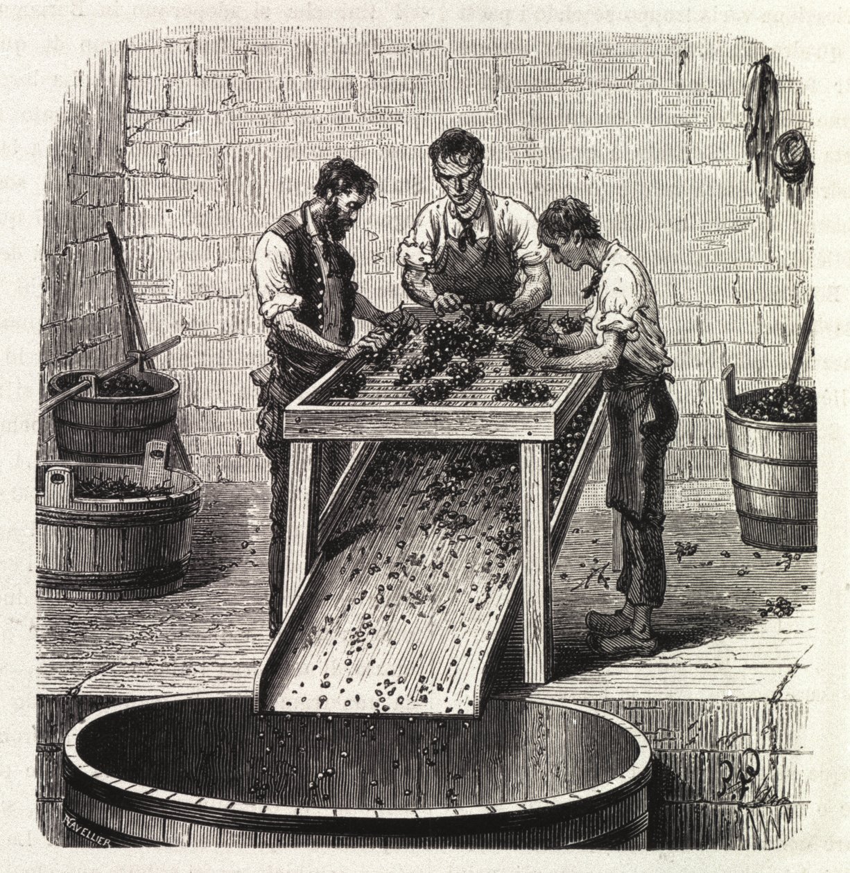Třídění hroznů na mřížce během procesu výroby vína nejvyšší kvality z Burgundska. Rytina z konce 19. století od Unknown artist