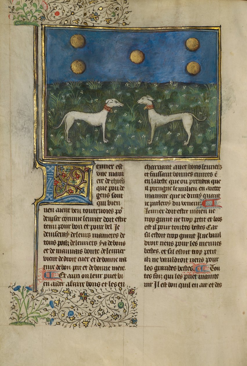 Greyhoundi od Unknown artist