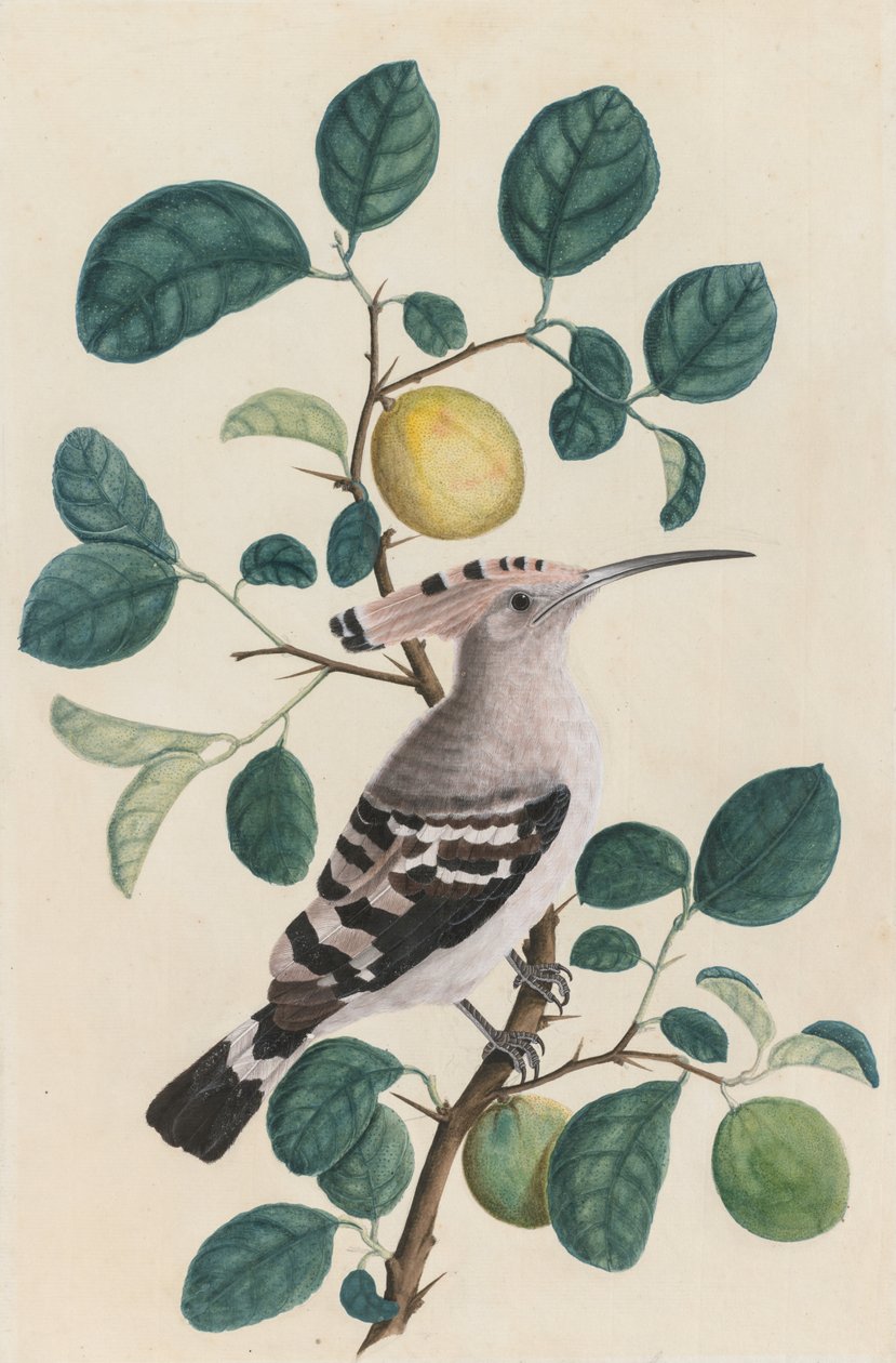 Dudek na větvi citrusového stromu od Unknown artist