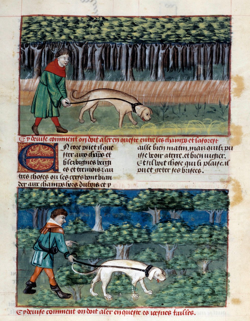Jak chovat psy Miniatura převzatá z „Knihy lovu“““ od Gastona III. Phoeba, hraběte z Foix, lorda z Bearnu (1331-1391) od Unknown artist