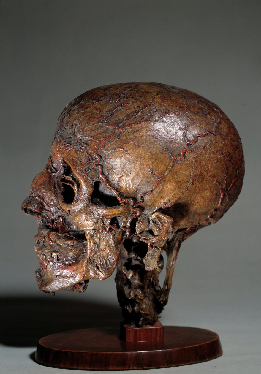 Lidská anatomická hlava vyrobená pomocí voskových injekcí. Soukromá sbírka z 18. století od Unknown artist