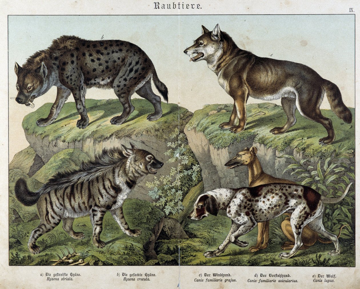 Hyeny a psi. v "" Histoires naturelles des savců", ed. Schreiber od Unknown artist