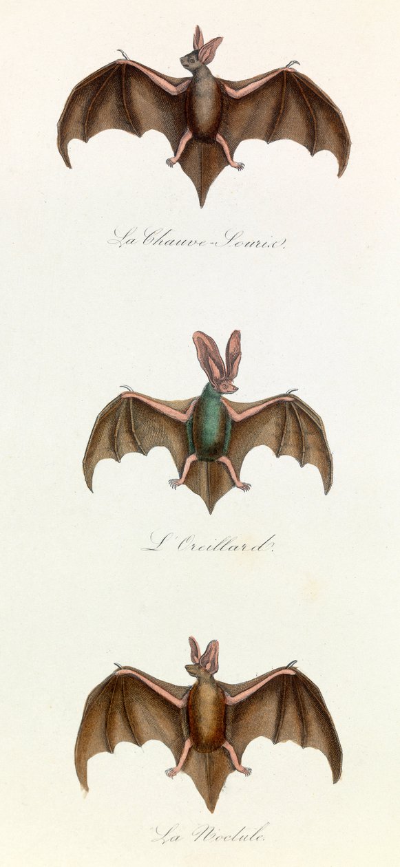 Ilustrace z knihy "Complete Works of Buffon": Les Quadrupedes: Bat souris (rytina) od Unknown artist