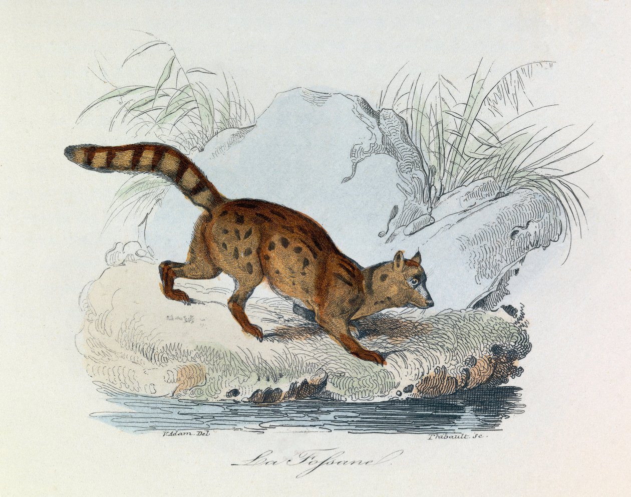 Ilustrace z knihy "Complete Works of Buffon": Les Quadrupedes: La fossane (rytina) od Unknown artist