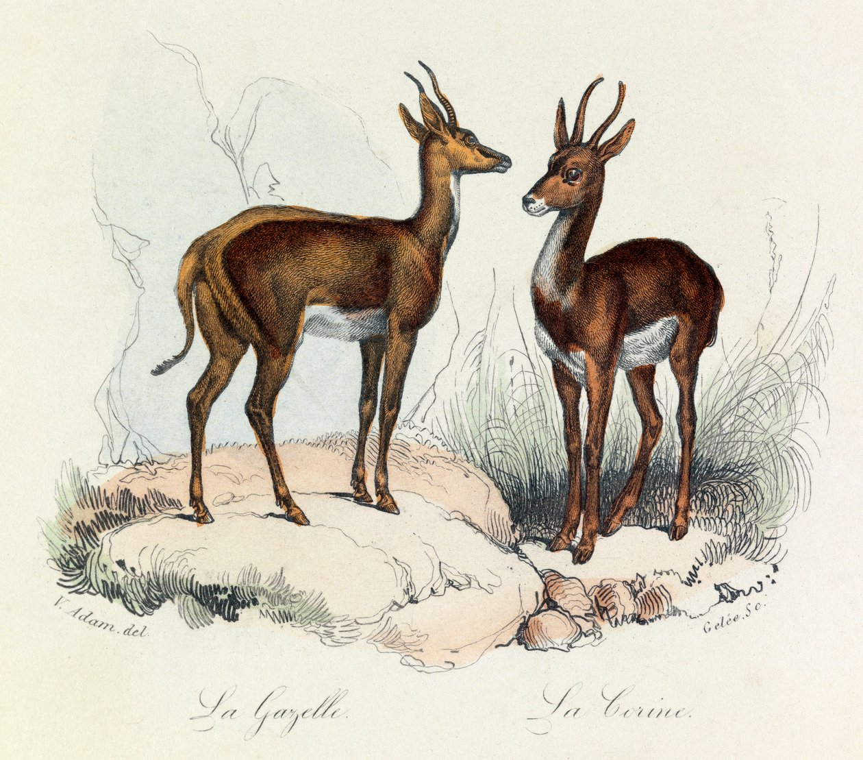 Ilustrace z knihy "Complete Works of Buffon": Les Quadrupedes: La gazelle et la corine (rytina) od Unknown artist