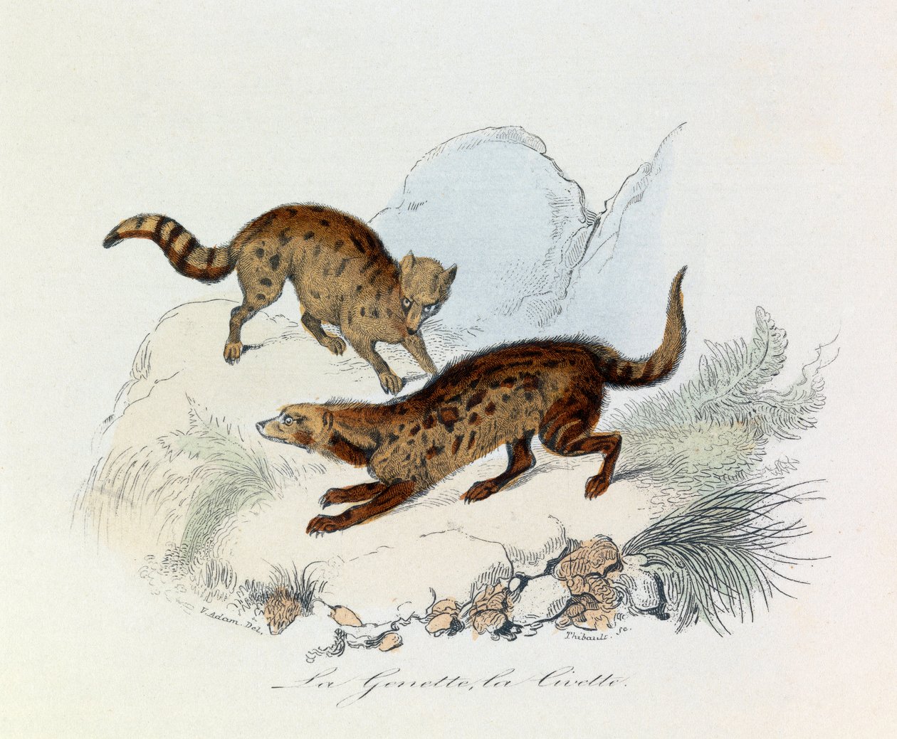 Ilustrace z knihy "Complete Works of Buffon": Les Quadrupedes: La genette et la civette (rytina) od Unknown artist