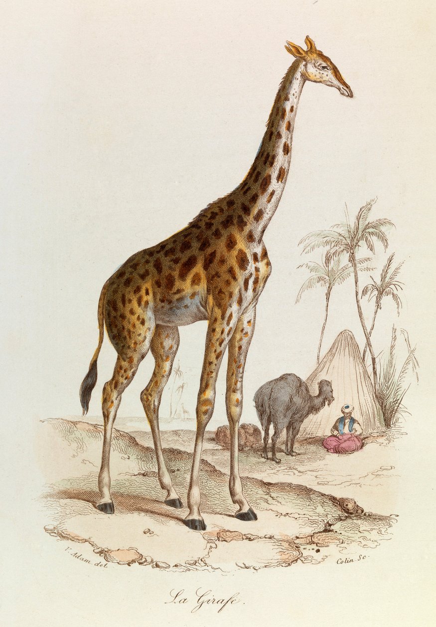 Ilustrace z knihy "Complete Works of Buffon": Les Quadrupedes: La giraffe (rytina) od Unknown artist