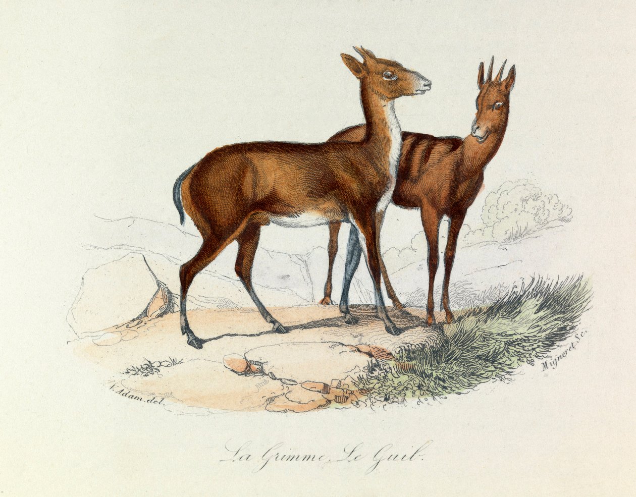 Ilustrace z knihy "Complete Works of Buffon": Les Quadrupedes: La grimme et le guib (rytina) od Unknown artist