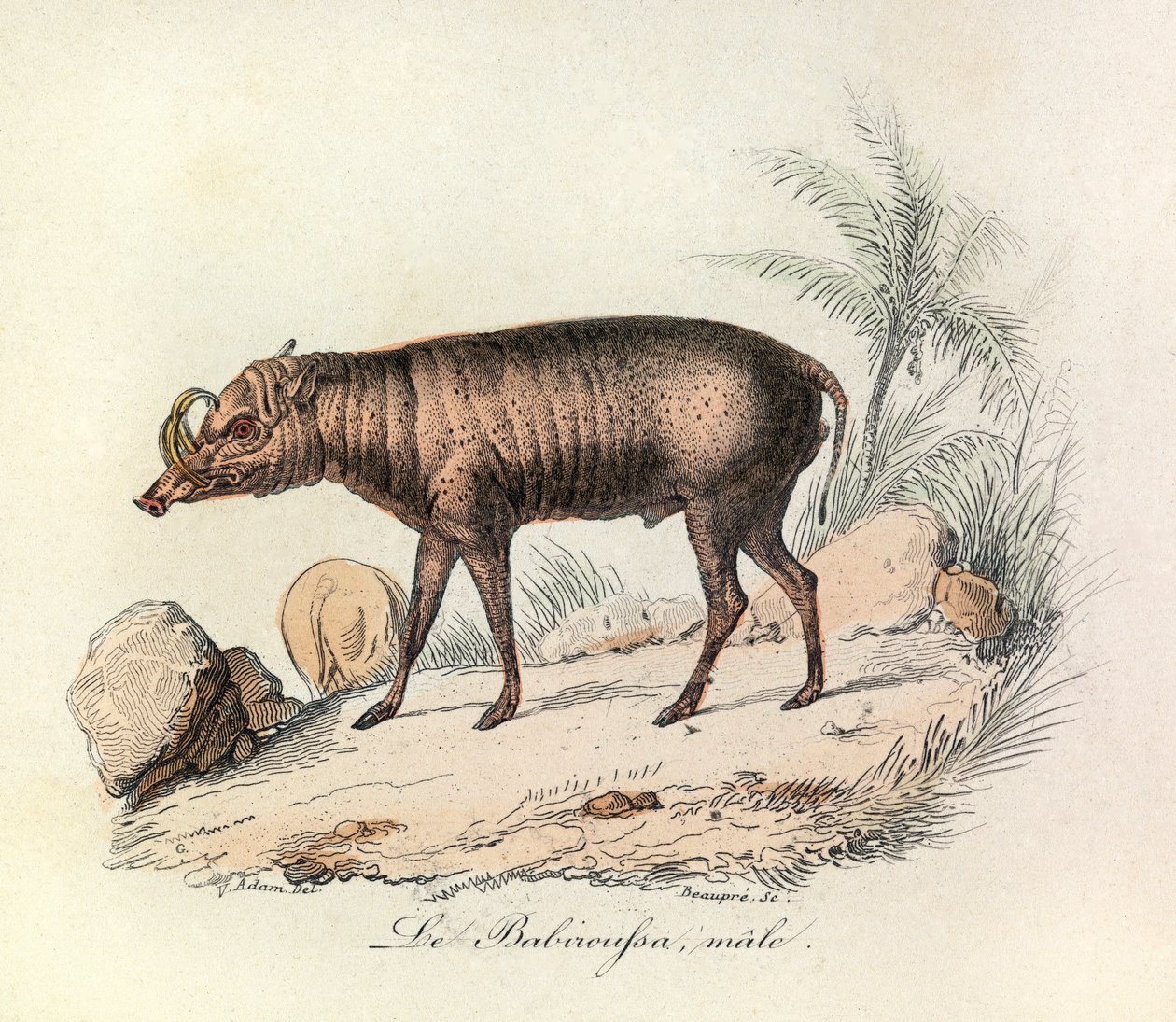 Ilustrace z knihy "Complete Works of Buffon": Les Quadrupedes: Le babiroussa male (rytina) od Unknown artist