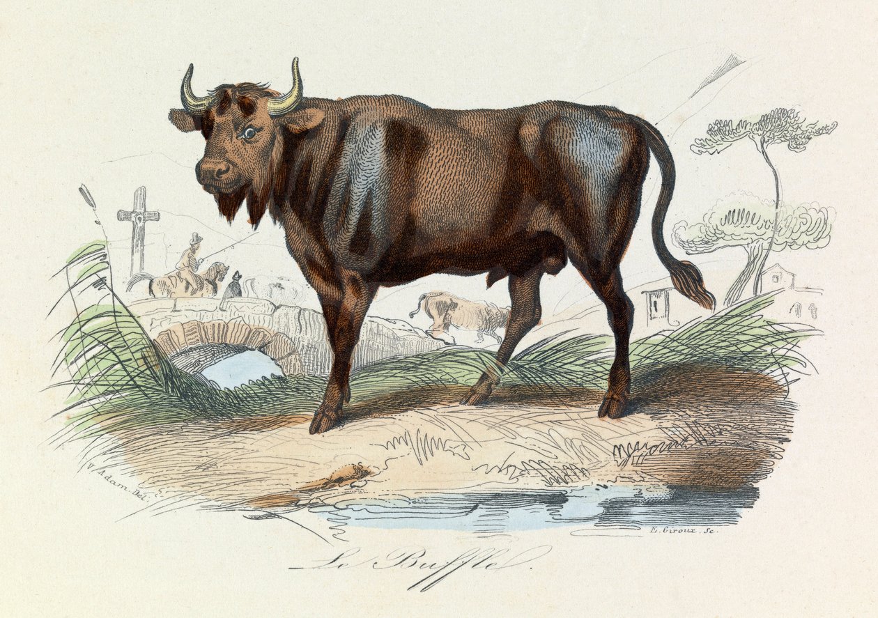 Ilustrace z knihy "Complete Works of Buffon": Les Quadrupedes: Le buffalo (rytina) od Unknown artist