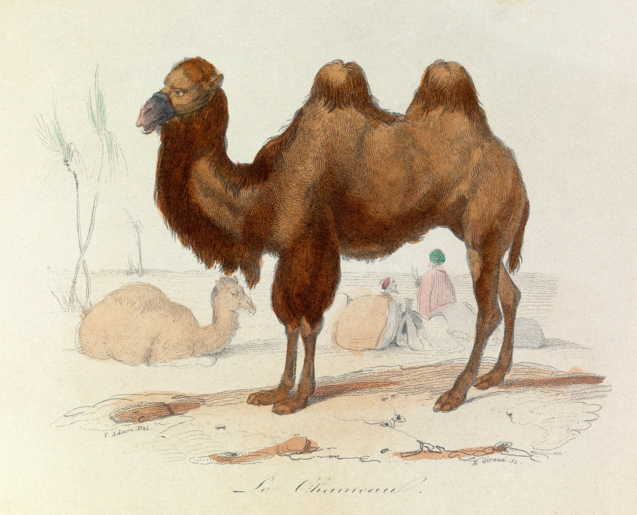 Ilustrace z knihy "Complete Works of Buffon": Les Quadrupedes: Le cameau (rytina) od Unknown artist