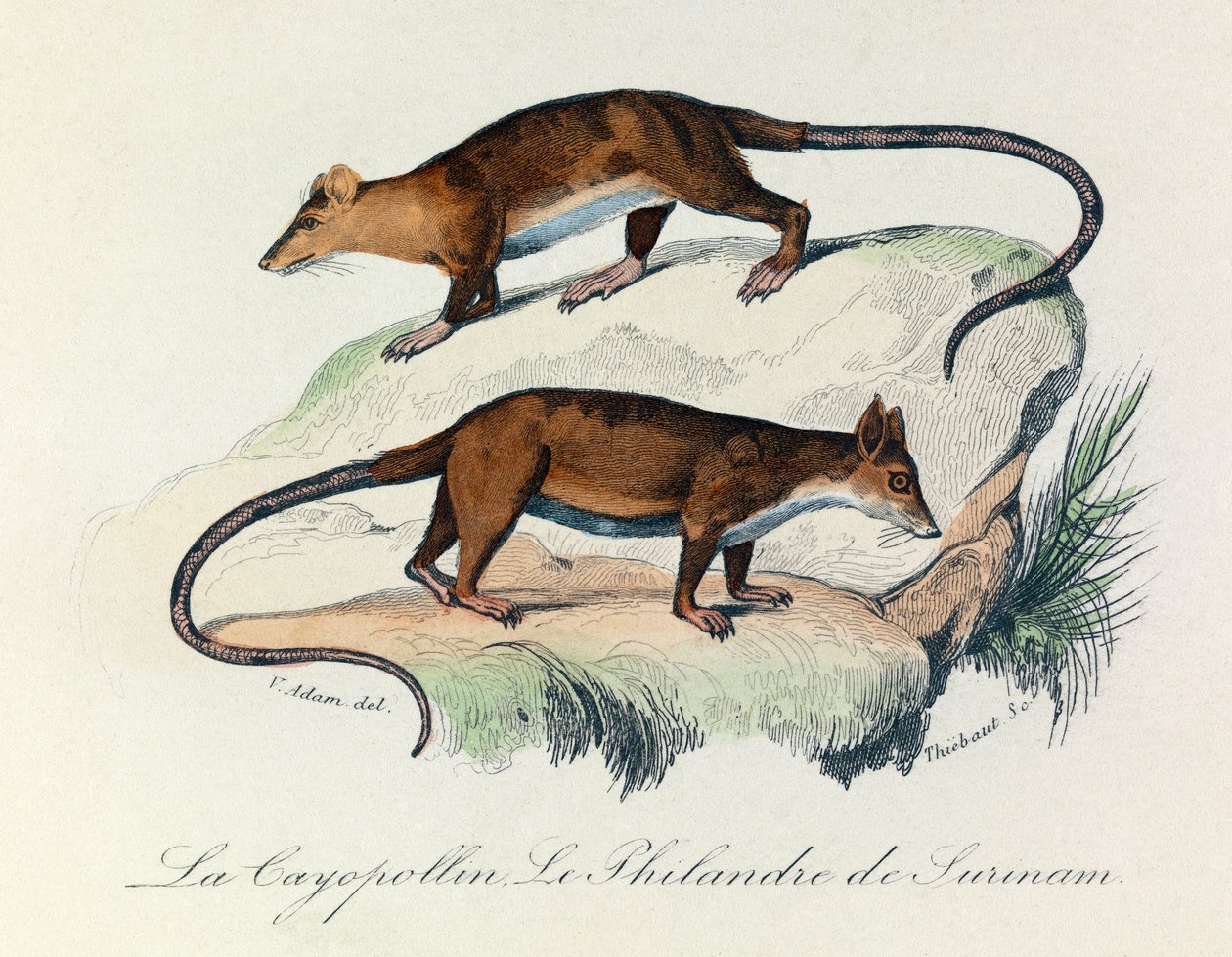 Ilustrace z knihy "Complete Works of Buffon": Les Quadrupedes: Buffon: Le cayopollin et la philandre de Surinam (rytina) od Unknown artist