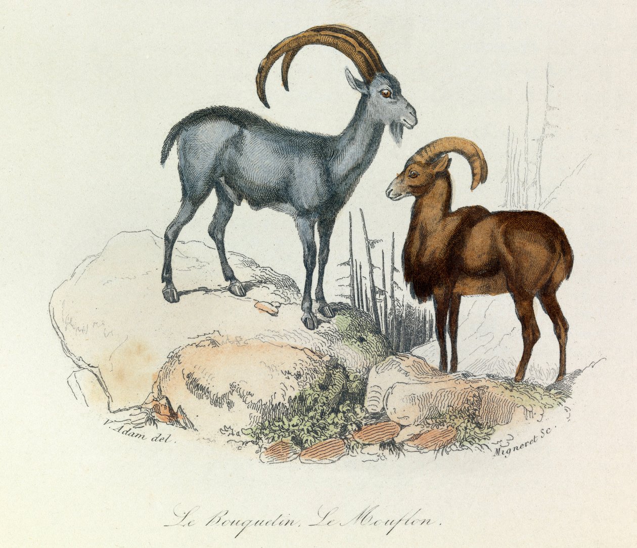 Ilustrace z knihy "Complete Works of Buffon": Les Quadrupedes: (rytina): Le ibex et le mouflon (kozorožec a muflon) od Unknown artist
