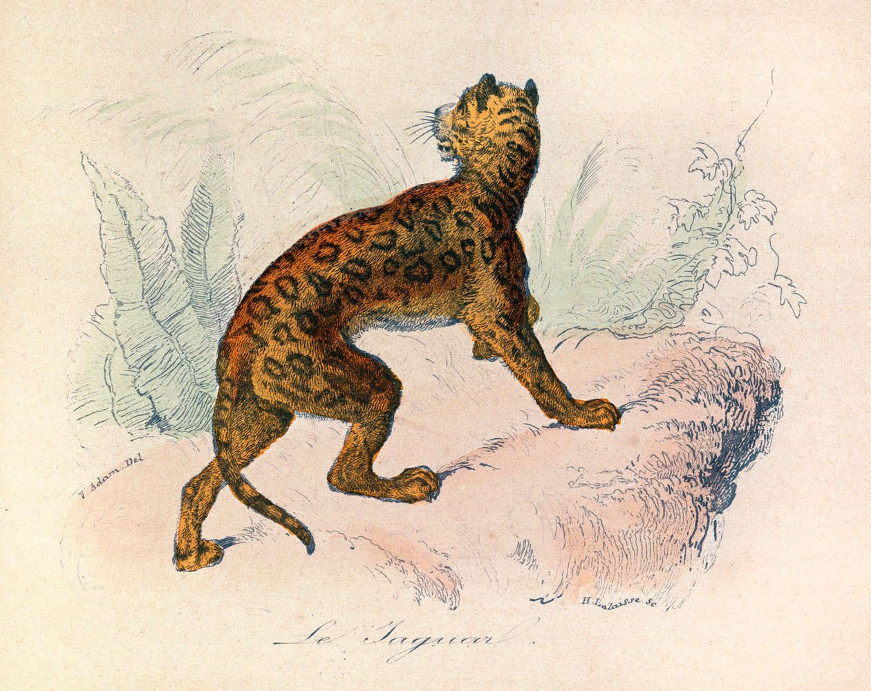 Ilustrace z knihy "Complete Works of Buffon": Les Quadrupedes: Le jaguar (rytina) od Unknown artist