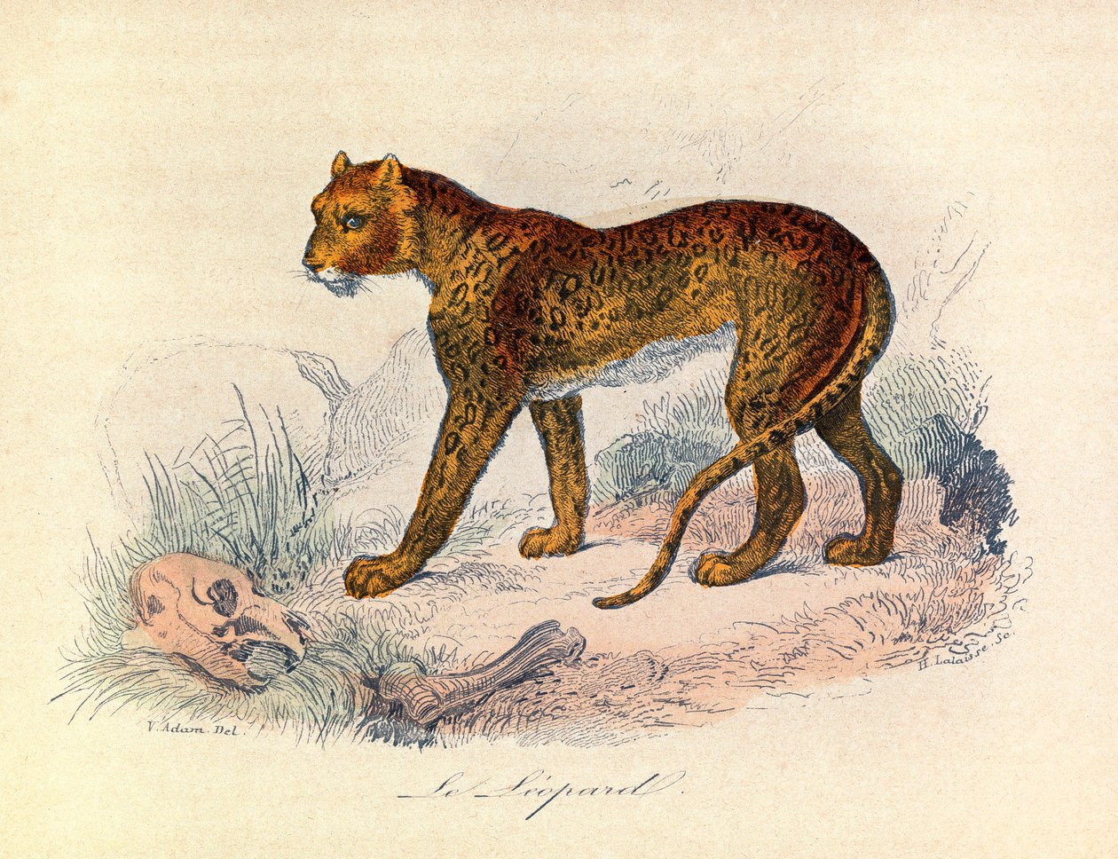 Ilustrace z knihy "Complete Works of Buffon": Les Quadrupedes: Le leopard (rytina) od Unknown artist
