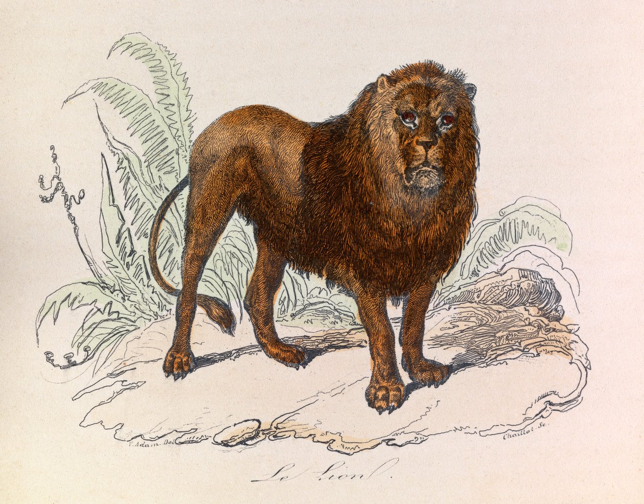 Ilustrace z knihy "Complete Works of Buffon": Les Quadrupedes: Le lion (rytina) od Unknown artist