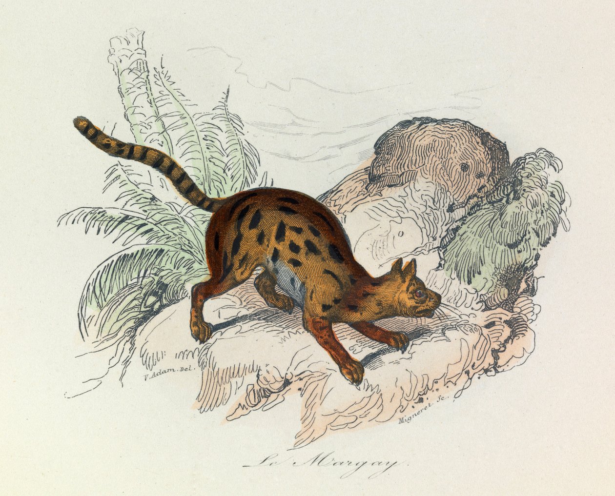 Ilustrace z knihy "Complete Works of Buffon": Les Quadrupedes: Le margay (rytina) od Unknown artist